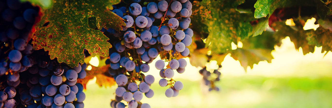 grape vines in sunshine